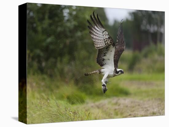 Osprey (Pandion Haliaetus) Flying With Fish Prey, Pirkanmaa, Finland, August-Jussi Murtosaari-Premier Image Canvas