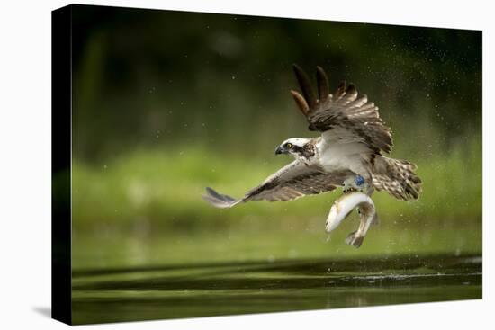 Osprey (Pandion haliaetus) in flight catching a fish, Finland, July-Danny Green-Premier Image Canvas