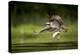 Osprey (Pandion haliaetus) in flight catching a fish, Finland, July-Danny Green-Premier Image Canvas