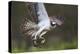 Osprey (Pandion Haliaetus) with Fish Prey, Cairngorms National Park, Scotland, UK, May-Peter Cairns-Premier Image Canvas