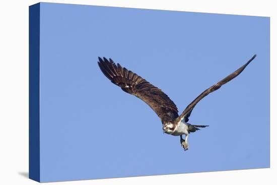 Osprey Takes Off-Hal Beral-Premier Image Canvas