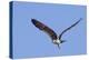 Osprey Takes Off-Hal Beral-Premier Image Canvas