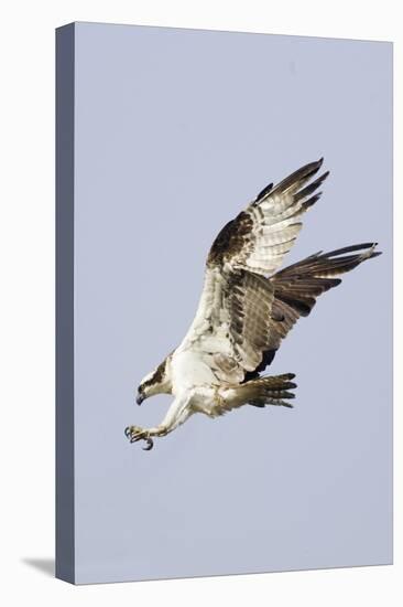 Osprey with Extended Talons-Hal Beral-Premier Image Canvas