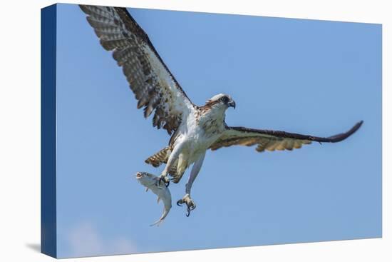 Osprey with Saltwater Catfish in Florida Bay, Everglades National Park, Florida-Maresa Pryor-Premier Image Canvas