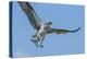 Osprey with Saltwater Catfish in Florida Bay, Everglades National Park, Florida-Maresa Pryor-Premier Image Canvas