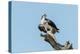 Osprey-Gary Carter-Premier Image Canvas