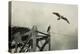 Ospreys at Pickwick-Jai Johnson-Premier Image Canvas