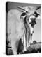 Osrigo Manso, National Champion Brahmin Bull-Cornell Capa-Premier Image Canvas