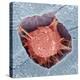 Osteoblast Bone Cell, SEM-Steve Gschmeissner-Premier Image Canvas