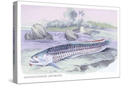 Osteoflossum Arowana Art Print Robert Hermann Schomburgk Art Com