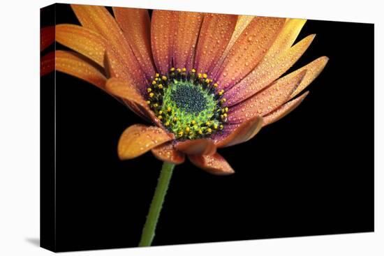 Osteospermum ll-Heidi Westum-Premier Image Canvas