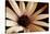 Osteospurmum on Black 02-Tom Quartermaine-Premier Image Canvas