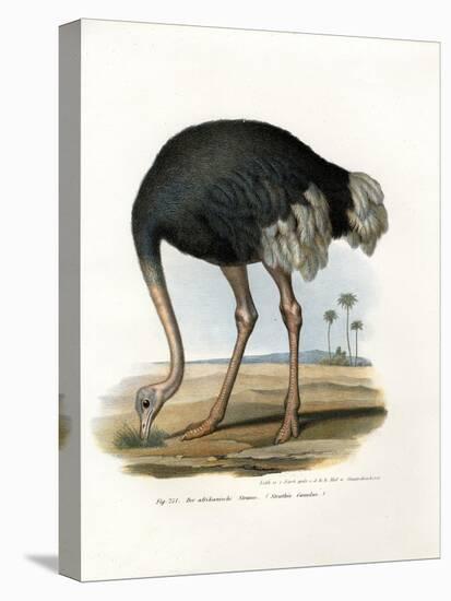 Ostrich, 1864-null-Premier Image Canvas