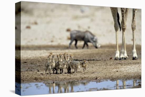 Ostrich Chicks (Struthio Camelus) Etosha Np, Namibia. Giraffe Legs And Distant Warthog-Tony Heald-Premier Image Canvas