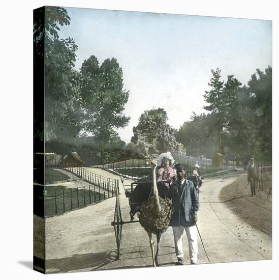 Ostrich-Drawn Carriage, Paris, Zoological Garden, Circa 1890-Leon, Levy et Fils-Premier Image Canvas