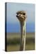 Ostrich, Etosha National Park, Namibia-David Wall-Premier Image Canvas