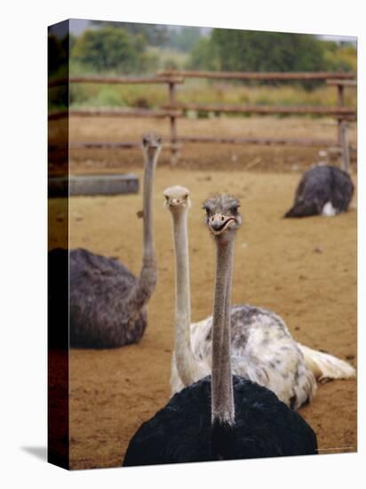 Ostrich Farm in Oudtshoorn, Little Karoo, South Affrica-Amanda Hall-Premier Image Canvas