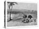 Ostrich Farm Near Port Augusta, South Australia, 1886-Frank P Mahony-Premier Image Canvas