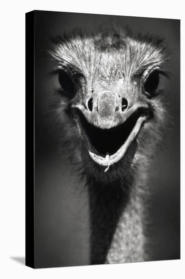 Ostrich Head-null-Premier Image Canvas