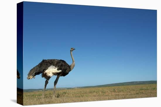 Ostrich in a Pasture-Paul Souders-Premier Image Canvas