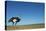 Ostrich in a Pasture-Paul Souders-Premier Image Canvas