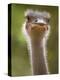 Ostrich, Lewa Wildlife Conservancy, Kenya-Demetrio Carrasco-Premier Image Canvas