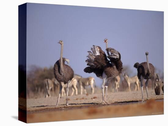 Ostrich Male and Female Courtship Behaviour (Struthio Camelus) Etosha National Park, Namibia-Tony Heald-Premier Image Canvas