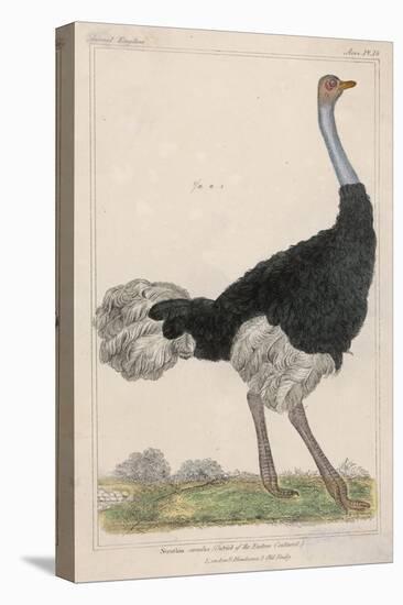 Ostrich of the Eastern Continent-null-Stretched Canvas
