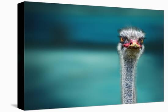 Ostrich Protecting Two Poor Chicken from the Wind-Piet Flour-Premier Image Canvas