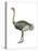 Ostrich (Struthio Camelus), Birds-Encyclopaedia Britannica-Stretched Canvas