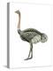 Ostrich (Struthio Camelus), Birds-Encyclopaedia Britannica-Stretched Canvas