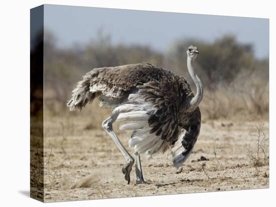 Ostrich [Struthio Camelus] Courtship Display By Female, Etosha National Park, Namibia, August-Tony Heald-Premier Image Canvas