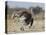 Ostrich [Struthio Camelus] Courtship Display By Female, Etosha National Park, Namibia, August-Tony Heald-Premier Image Canvas