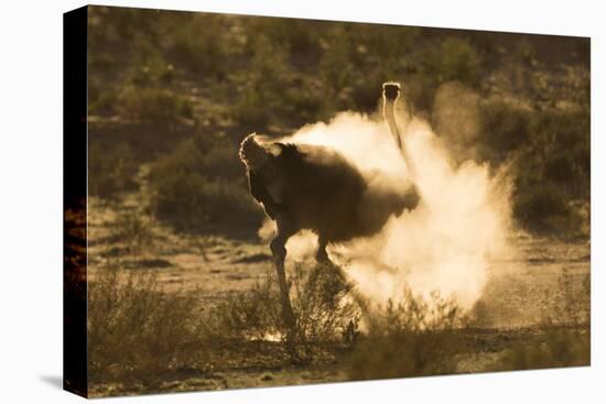 Ostrich (Struthio Camelus) Dustbathing, Kgalagadi Transfrontier Park, South Africa, Africa-Ann & Steve Toon-Premier Image Canvas