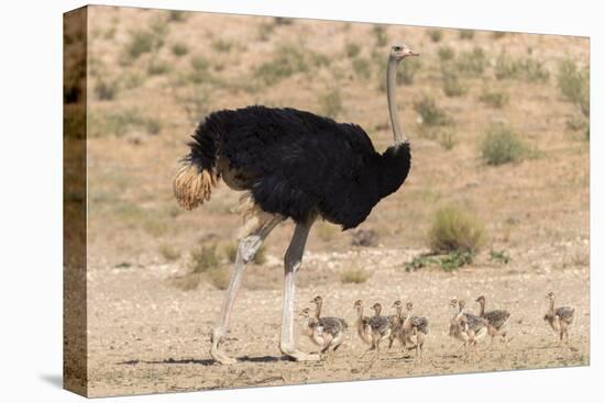 Ostrich (Struthio Camelus) Male with Chicks, Kgalagadi Transfrontier Park, Northern Cape-Ann and Steve Toon-Premier Image Canvas