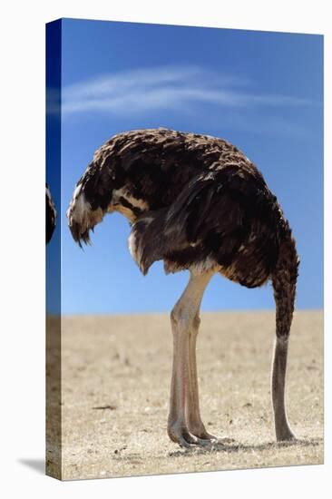 Ostrich with Head in Sand-null-Premier Image Canvas