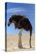 Ostrich with Head in Sand-null-Premier Image Canvas