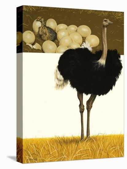 Ostrich-David Nockels-Premier Image Canvas