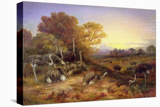 Ostriches, 19Th Century-Anonymous Anonymous-Premier Image Canvas