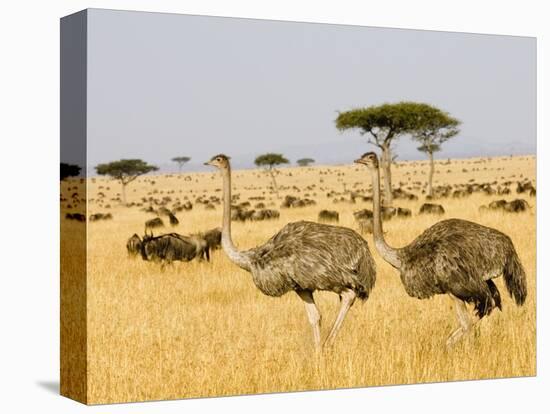 Ostriches and Wildebeests-Hal Beral-Premier Image Canvas