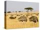 Ostriches and Wildebeests-Hal Beral-Premier Image Canvas