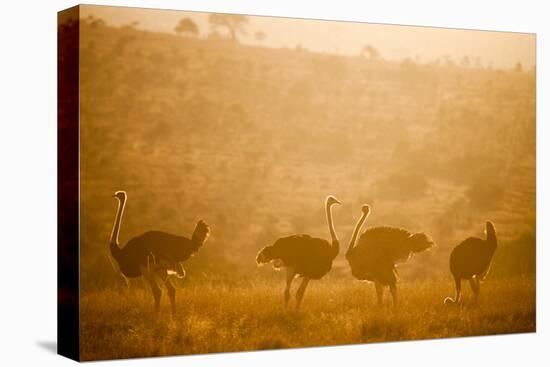 Ostriches (Struthio Camelus) at Sunset, Kenya, East Africa, Africa-John Alexander-Premier Image Canvas