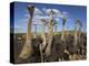 Ostriches, Struthio Camelus, on Ostrich Farm, Western Cape, South Africa, Africa-Steve & Ann Toon-Premier Image Canvas