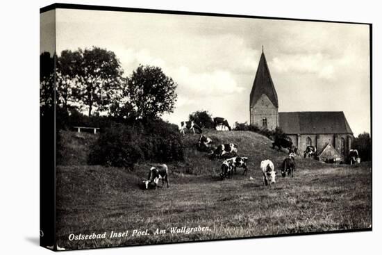 Ostseebad Insel Poel, Partie Am Wallgraben, Weidende Kühe, Kirche-null-Premier Image Canvas