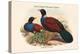 Otidiphaps Cervicalis - Grey-Naped Pheasant Pigeon-John Gould-Stretched Canvas