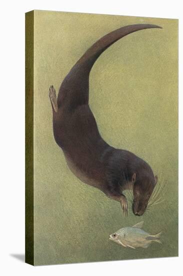 Otter and Fish-null-Stretched Canvas