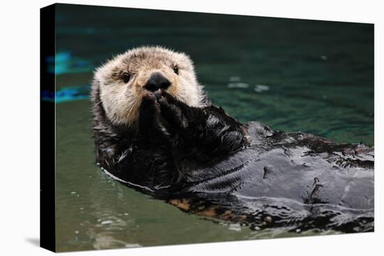Otter Greeting-neelsky-Premier Image Canvas