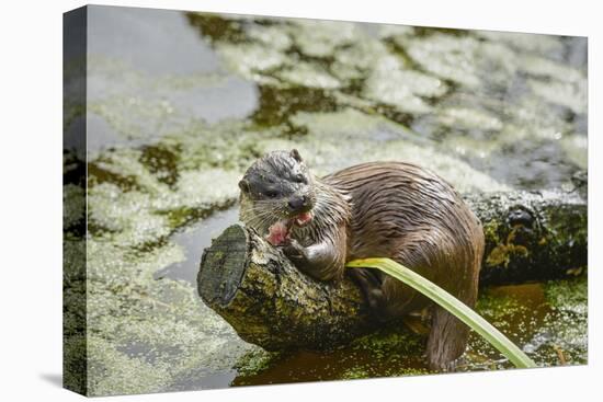 Otter (Lutra Lutra), Devon, England, United Kingdom, Europe-Janette Hill-Premier Image Canvas