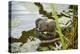Otter, (Lutra Lutra), Devon, United Kingdom, Europe-Janette Hill-Premier Image Canvas