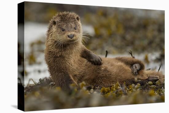 Otter (Lutra Lutra) Female Grooming In Seaweed, Mull, Scotland, England, UK, September-Paul Hobson-Premier Image Canvas